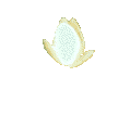 flor